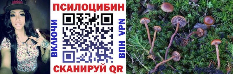 хочу   Ардатов  Галлюциногенные грибы Cubensis 
